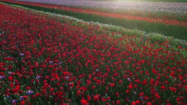 Aerial view of blooming red poppies field at sunset. Vibrant wildflower meadow in sun beams light. Floral landscape background, 4k