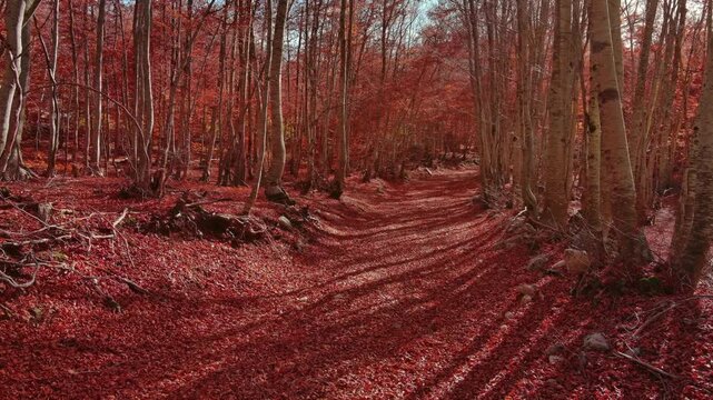 Aerial view of road through a autumn beech forest covered with red fallen leaves. Woodland landscape with long shadows, 4k