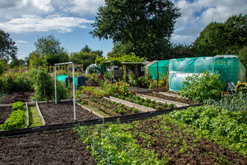 Allotment garden biological vegetable growing location. Horticulture gardening producing home grown vegetables. Garden against blue sky.  © Laura