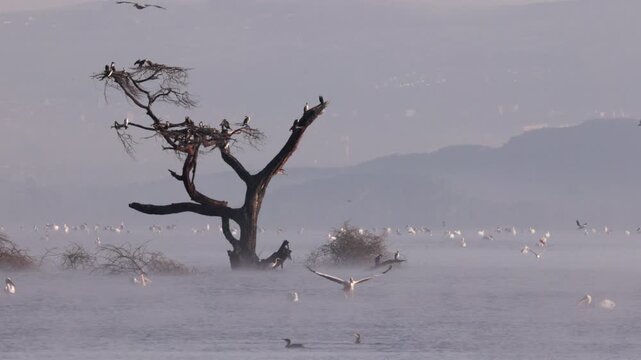 Video footage of a misty morning landscape with birds flying over Lake Nakuru in Lake Nakuru National Park, Kenya.