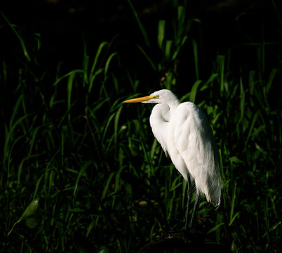 great white heron