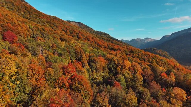 Drone aerial view of vibrant autumn forest on sloping mountain. Natural landscape background, 4k