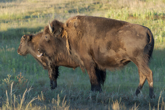 Wild American Bison on the high plains of Colorado. Mammals of North America.. Cow & Calf at sunrise.