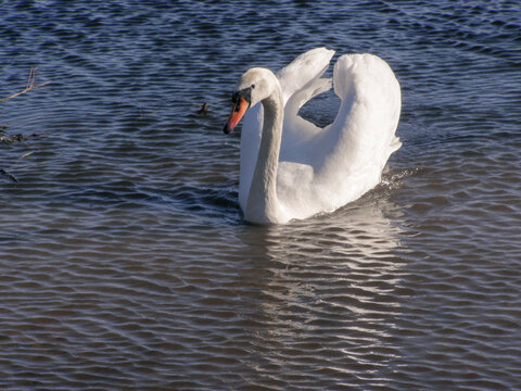Mute swan swimming on a lake with its wings raised, surrounded by rippling water on a sunny day