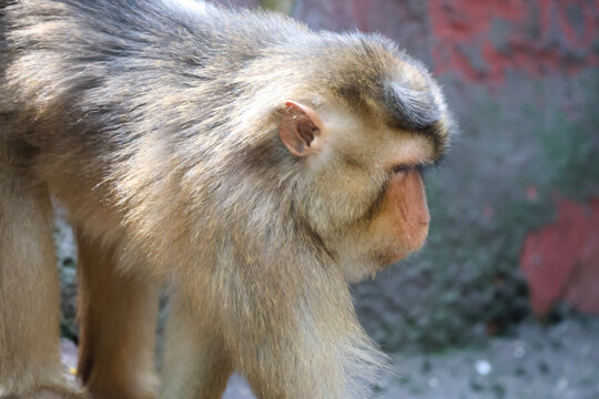 Close-up profile of a monkey's head with detailed fur and facial features