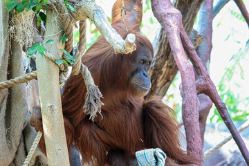 Close-up portrait of a thoughtful orangutan sitting amidst branches and ropes © Діма Осташук