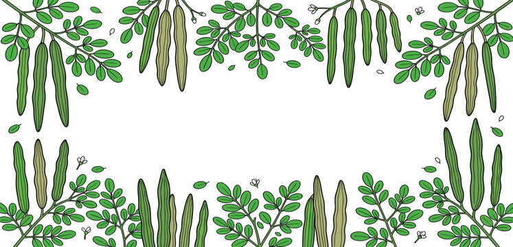 Moringa oleifera leaves and drumstick pods decorative border frame vector illustration template on white background