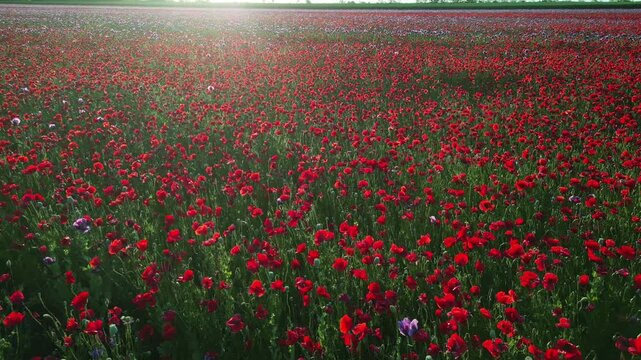 Aerial view of blooming red poppies field at sunset. Vibrant wildflower meadow in sun beams light. Floral landscape background, 4k