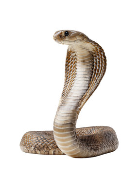 Hooded cobra snake raised defensive posture detailed scales isolated on transparent background