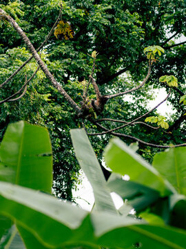 Monkey rests on a branch amid dense greenery