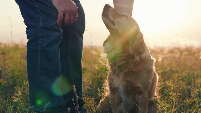 Man strokes dog spaniel with hand, outdoors. Closeup dog sitting next its owner. Concept human animal friendship. Owner stroking red dog, sunset during hike. Dog get caress from owner. Owner loves pet