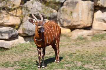 Majestic bongo antelope with distinctive white stripes stands on grassy terrain © Діма Осташук
