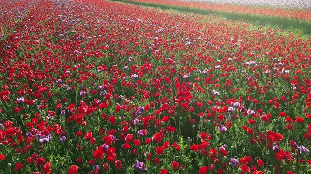 Aerial view of blooming red poppies field at sunset. Vibrant wildflower meadow in sun beams light. Floral landscape background, 4k