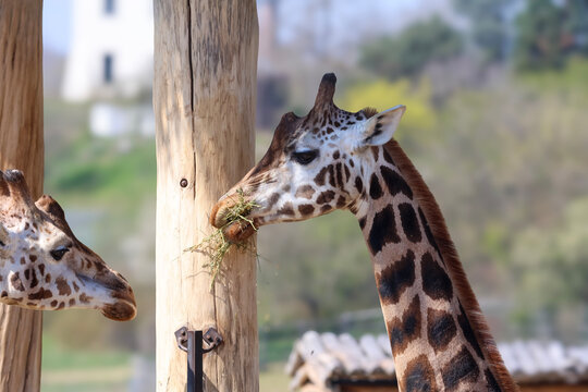 Two giraffes eating grass near wooden posts in a zoo enclosure on a sunny day