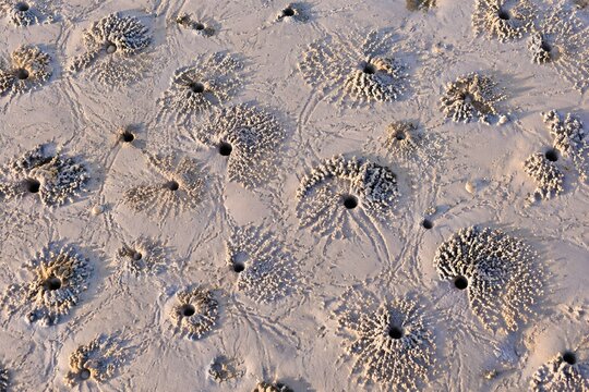 Field of ghost crab burrow openings scattered across a damp sand flat with rings of excavated grains