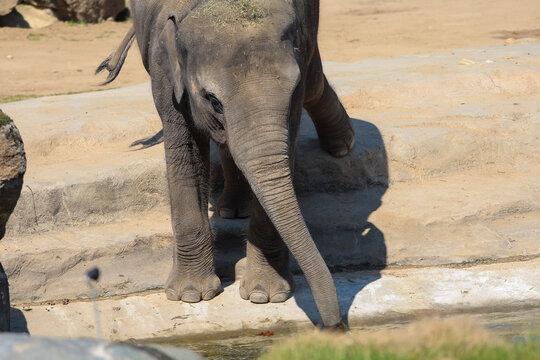 Young elephant calf carefully dips its trunk into shallow water on a sunny day