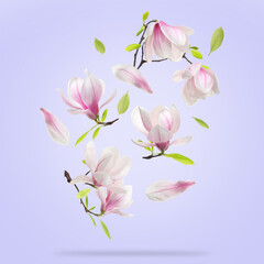 Obraz premium Magnolia flowers and green leaves falling against pastel violet background
