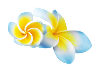 Blue plumeria flowers isolated on white. Tropical plant © New Africa