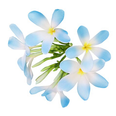 Blue plumeria flowers isolated on white. Tropical plant © New Africa