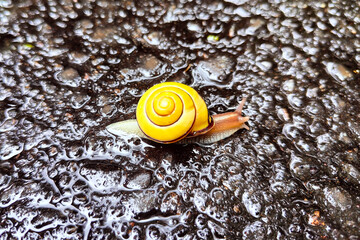 Yellow snail moving across wet rocks © Анна Перфилова