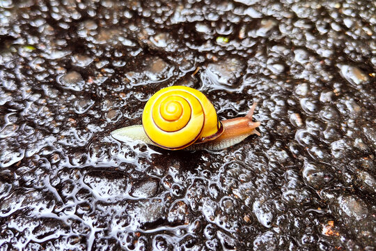 Yellow snail moving across wet rocks