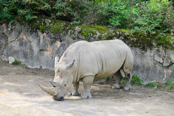 White Rino at the Zoo  © Patricia