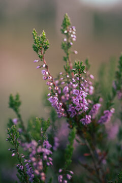 Common heather (Calluna vulgaris) blooming with delicate purple flowers, beautiful autumn macro photo with soft natural background, shallow depth of field, and dreamy bokeh