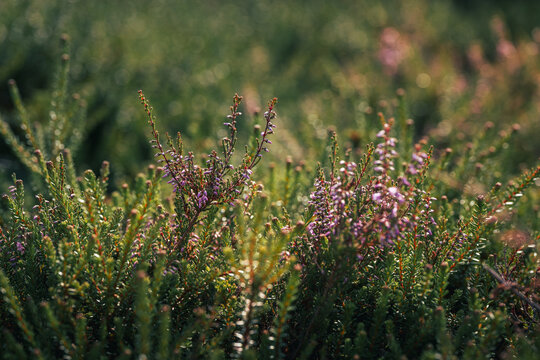 Common heather (Calluna vulgaris) blooming across heathland in autumn, beautiful nature photo with purple flowers, warm sunlight, soft bokeh, and shallow depth of field