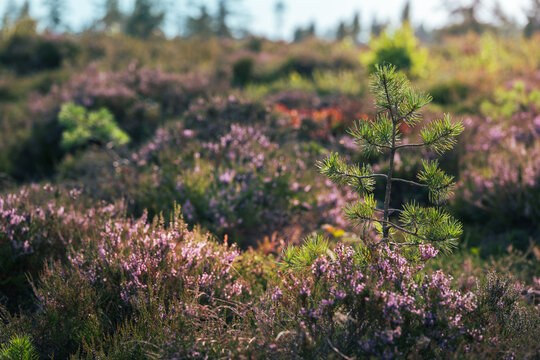 Young pine tree growing among blooming common heather (Calluna vulgaris), beautiful autumn heathland landscape with purple flowers, warm sunlight, and soft bokeh