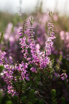 Common heather (Calluna vulgaris) blooming with delicate purple flowers, beautiful autumn macro photo with dreamy pink bokeh, soft natural light, and shallow depth of field