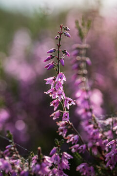 Common heather (Calluna vulgaris) blooming with delicate purple flowers, beautiful autumn macro photo with dreamy pink bokeh, soft natural light, and shallow depth of field