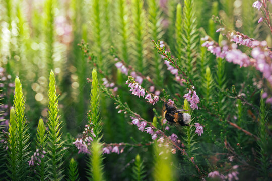 White-tailed bumblebee feeding on common heather (Calluna vulgaris), beautiful macro nature photo with purple flowers, lush green foliage, and soft bokeh