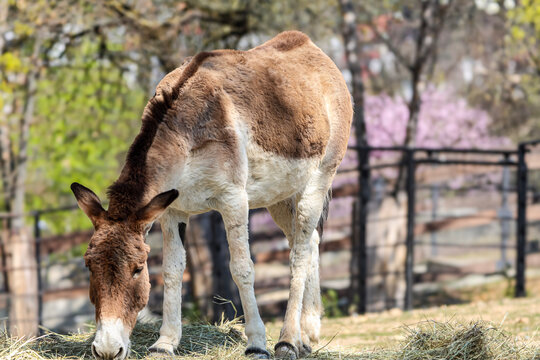 A brown and white donkey grazes on hay in a sunny outdoor enclosure