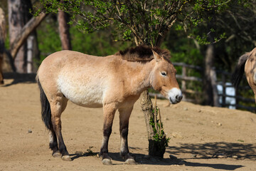 Przewalski's horse stands near a tree in a dry, dusty enclosure on a sunny day © Діма Осташук