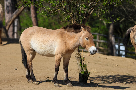 Przewalski's horse stands near a tree in a dry, dusty enclosure on a sunny day