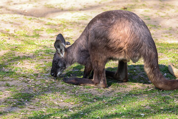 A kangaroo grazes on grass in a sunlit park, its head bowed low © Діма Осташук