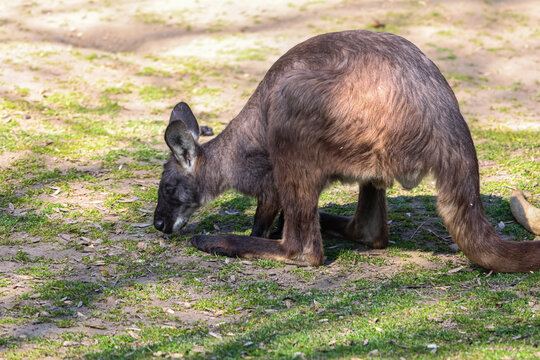 A kangaroo grazes on grass in a sunlit park, its head bowed low