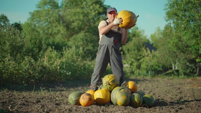 A farmer in gray overalls carefully lifts a large pumpkin from a pile in a field, highlighting the harvest process with several pumpkins scattered on the ground and lush greenery surrounding the area