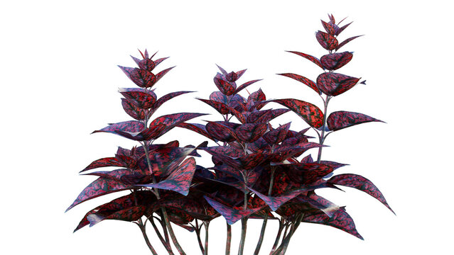 A lush cluster of plants with striking deep red and purple leaves featuring intricate patterns. Ideal for botanical design or interior decor.