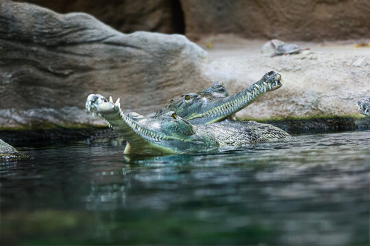 Two gharials with long snouts and sharp teeth emerge from the water