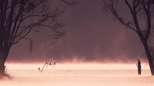 Video footage of a misty morning landscape with birds flying over Lake Nakuru in Lake Nakuru National Park, Kenya.