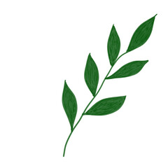Fototapeta premium green leaves isolated on white background