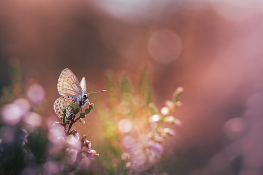 Blue butterfly (Lycaenidae) resting on common heather flowers, beautiful dreamy macro photo with purple blooms, warm light, soft bokeh, and shallow depth of field