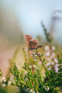 Blue butterfly (Lycaenidae) perched on blooming common heather, beautiful macro nature photo with purple flowers, green foliage, soft bokeh, and shallow depth of field