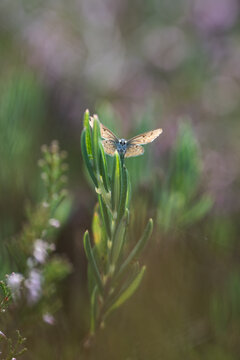 Small blue butterfly (Lycaenidae) resting with open wings on green plant, beautiful dreamy macro photo with soft heathland background and shallow depth of field