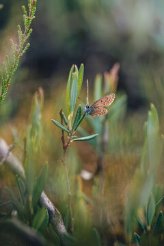 Blue butterfly (Lycaenidae) resting on wild blueberry plant in heathland, beautiful autumn macro photo with green foliage, soft bokeh, and shallow depth of field