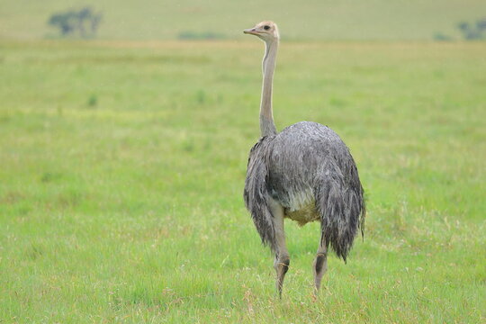 Common Ostrich in Ngorongoro Crater