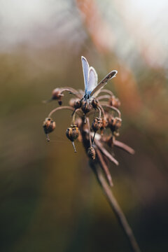 Blue butterfly (Lycaenidae) resting on dried wildflower seed heads, beautiful autumn macro photo with soft warm background, dreamy bokeh, and shallow depth of field