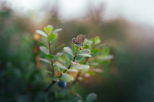 Blue butterfly (Lycaenidae) resting on wild blueberry plant in heathland, beautiful autumn macro photo with green foliage, soft bokeh, and shallow depth of field