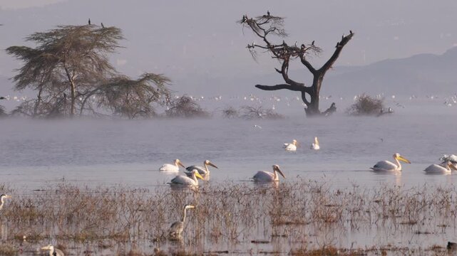 Video footage of a misty morning landscape with birds flying over Lake Nakuru in Lake Nakuru National Park, Kenya.